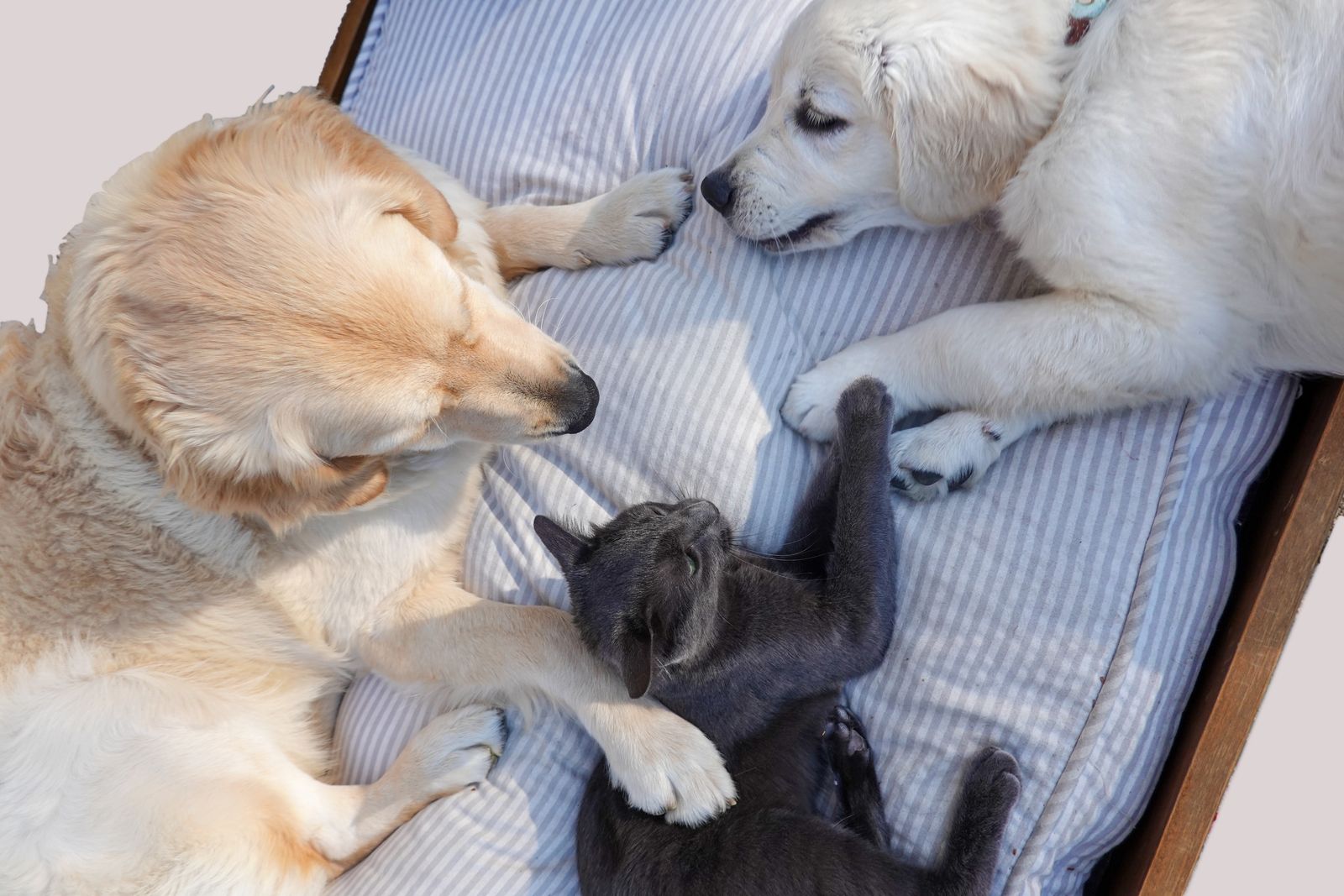 穏やかに過ごす犬と猫のイメージ