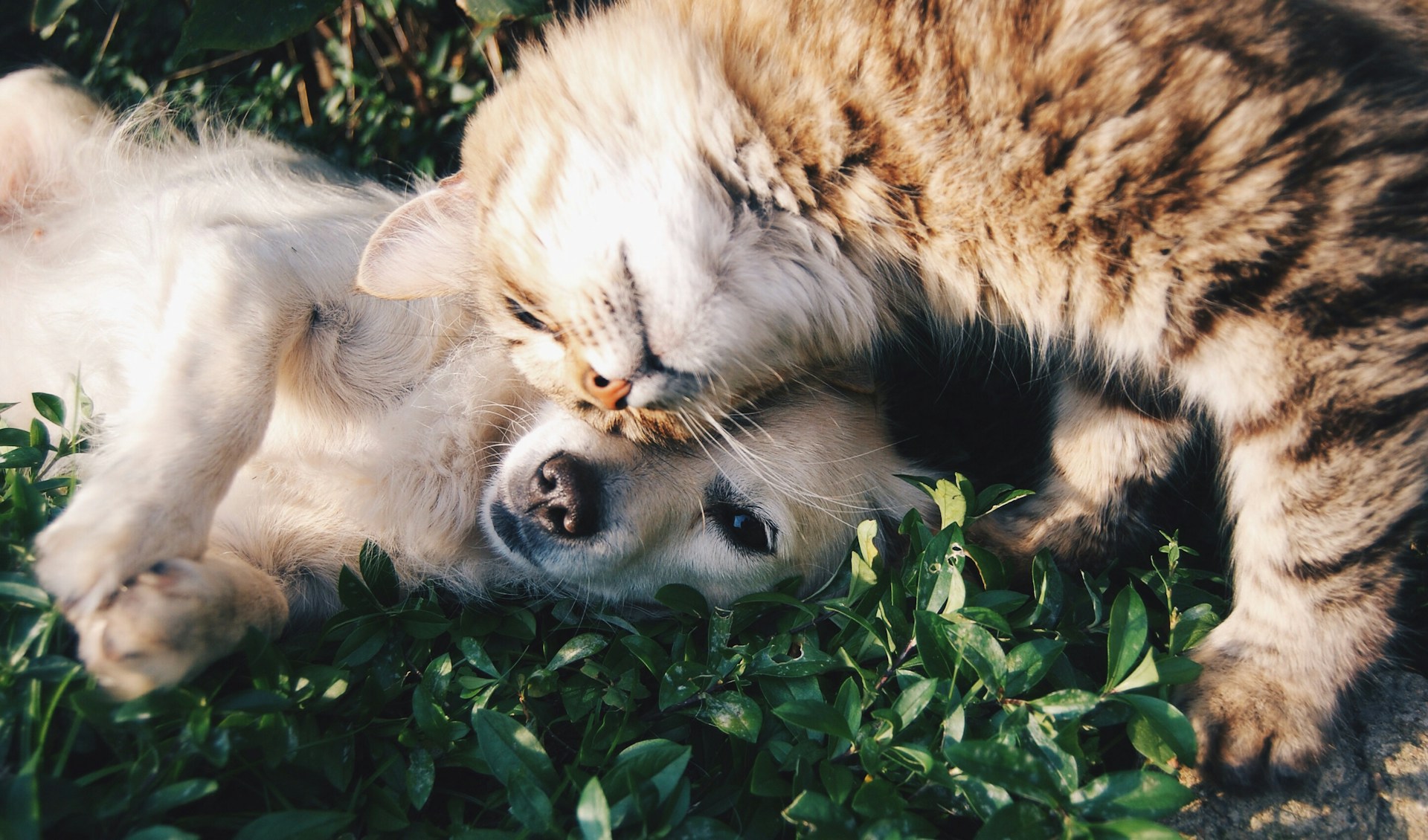 緑の中で仲良く寄り添う犬と猫のイメージ