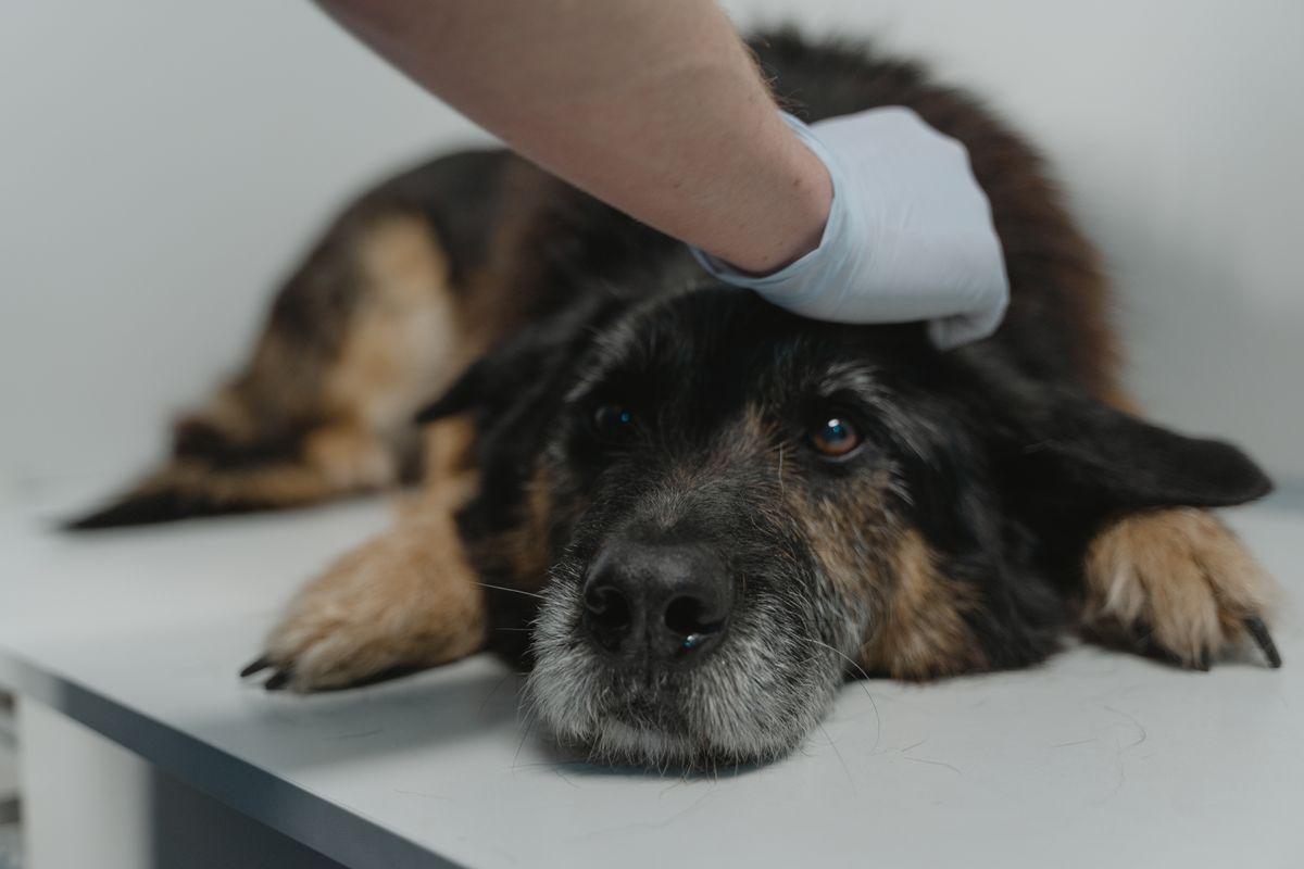 犬がケアを受けているイメージ