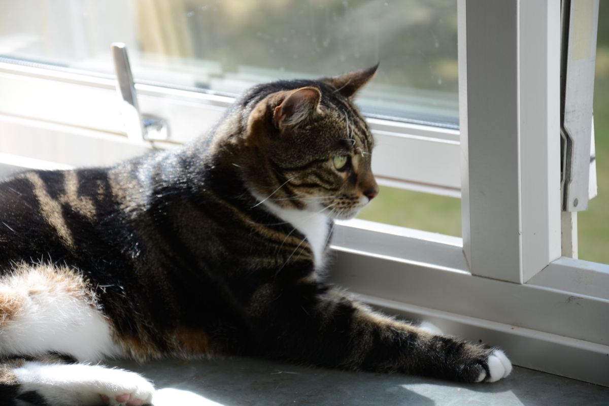窓辺で穏やかに過ごす猫のイメージ